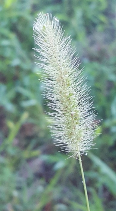 14237539_10153887536682285_5029884039874654104_n