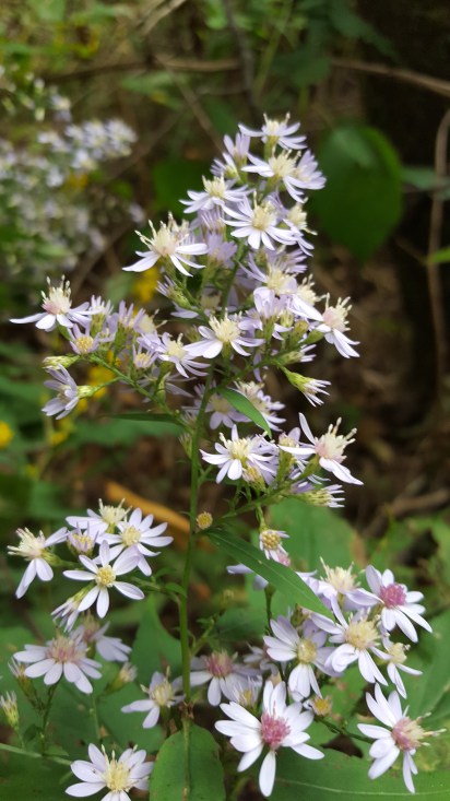 2016-10-01 13.37.46.jpg