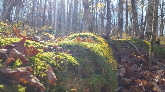 2016-11-05 14.21.15.jpg