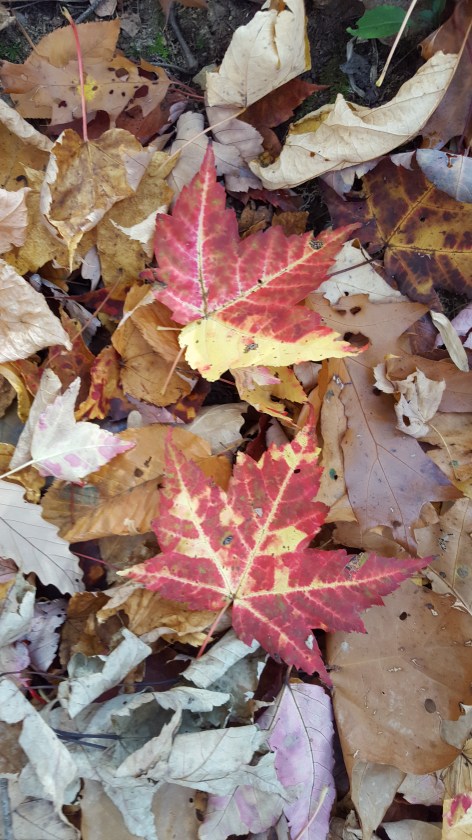 2016-11-05 15.09.22.jpg