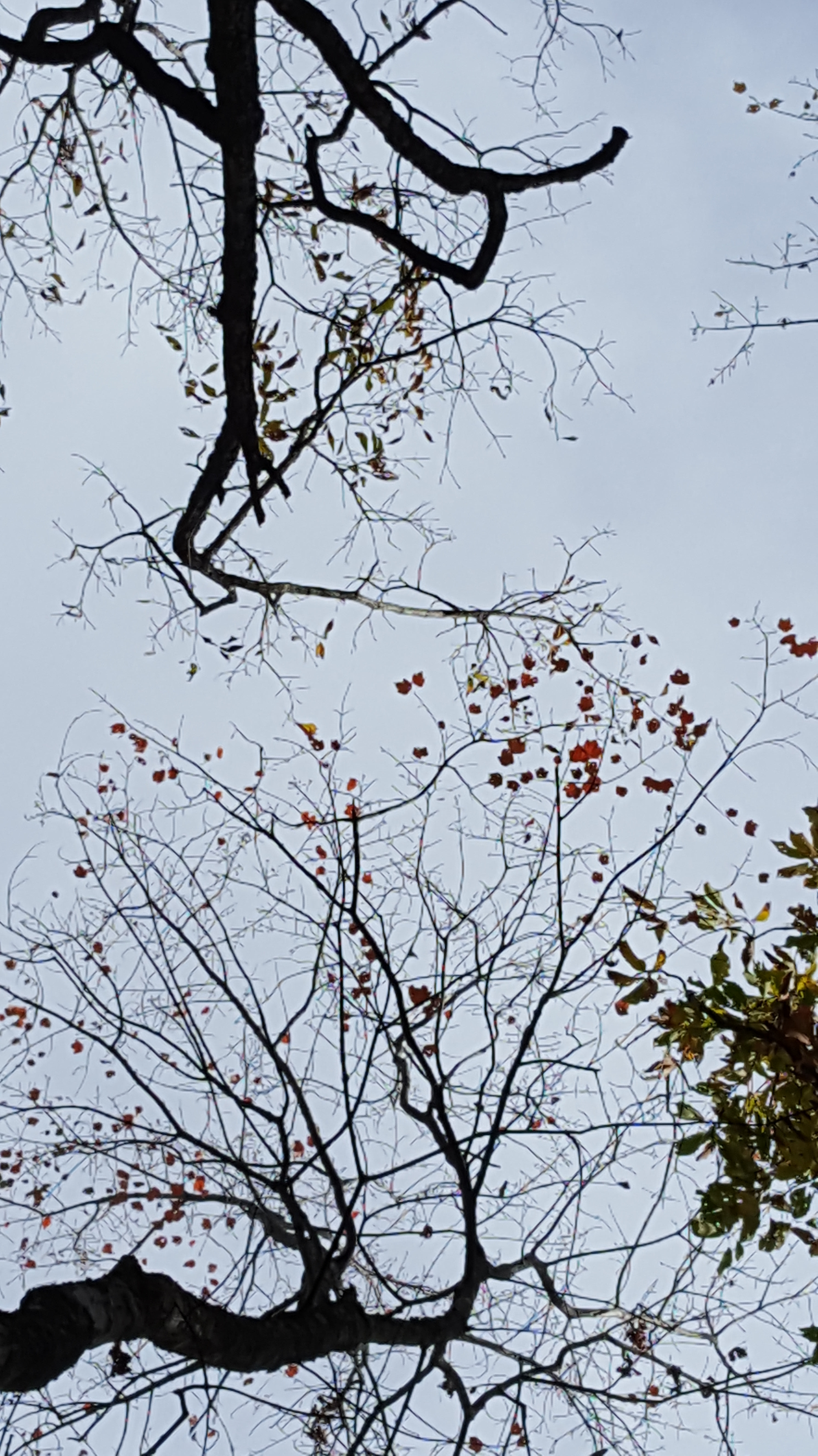 2016-11-11 11.44.48.jpg