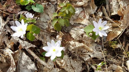 10455918_10153482114172285_4878527717885422918_n