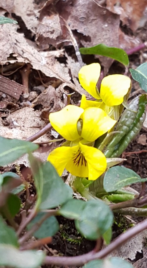 12115637_10153482113932285_1586411945472508347_n