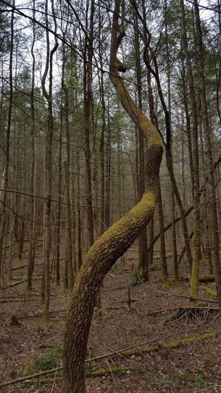 12718040_10153542937762285_2407896447341126590_n