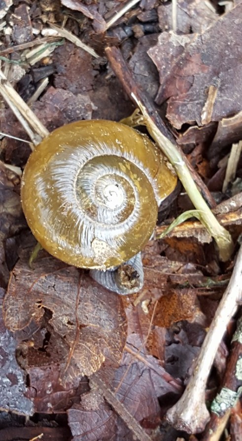 12923244_10153542937707285_6735774552617519793_n