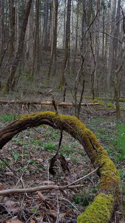 12923311_10153542930717285_1783266185927364023_n