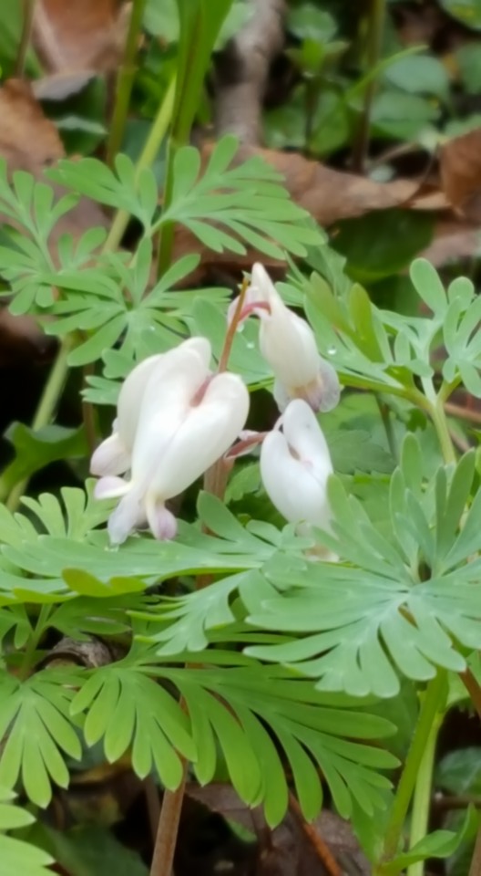 12923376_10153542937992285_2206508061106239676_n