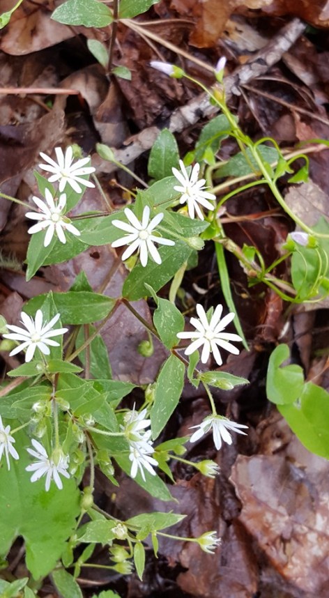 12928129_10153542937627285_2224468588103252949_n