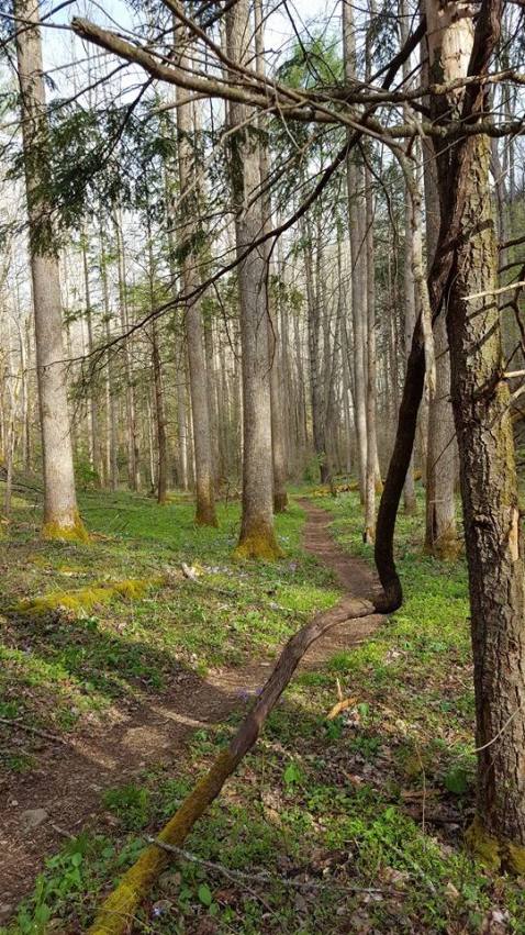 12936479_10153542931017285_5957380777747505631_n