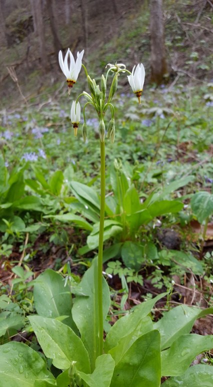 12990982_10153542932422285_1079099442283338509_n