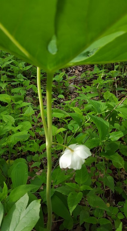 13076653_10153587465632285_2510873769567885412_n