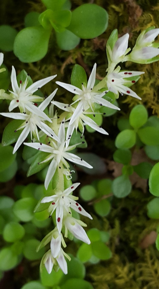 13082492_10153587465757285_1138526082306638549_n