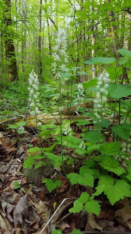 13100743_10153587464347285_1188004379568001504_n