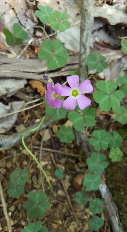 13100824_10153587462477285_448221447353119352_n