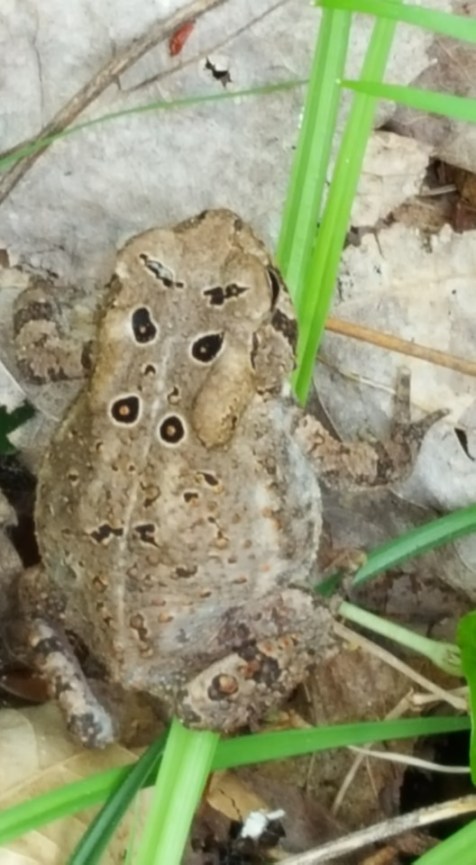 13124622_10153587462752285_2978298331901738630_n