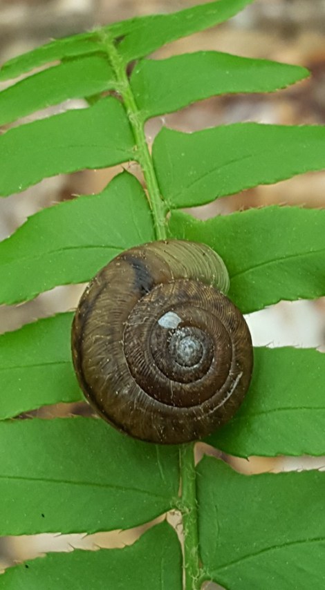 13124622_10153587463267285_7132399493081481221_n