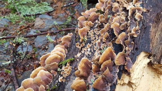 2016-12-17 10.31.45-1.jpg