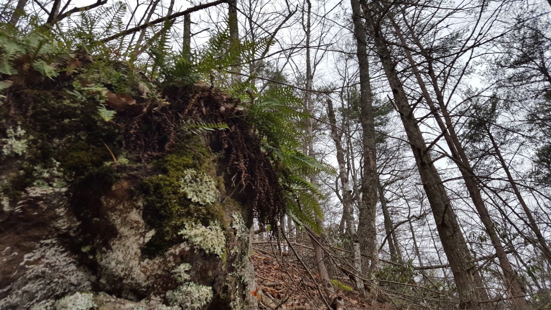 20170113_084805 (1).jpg