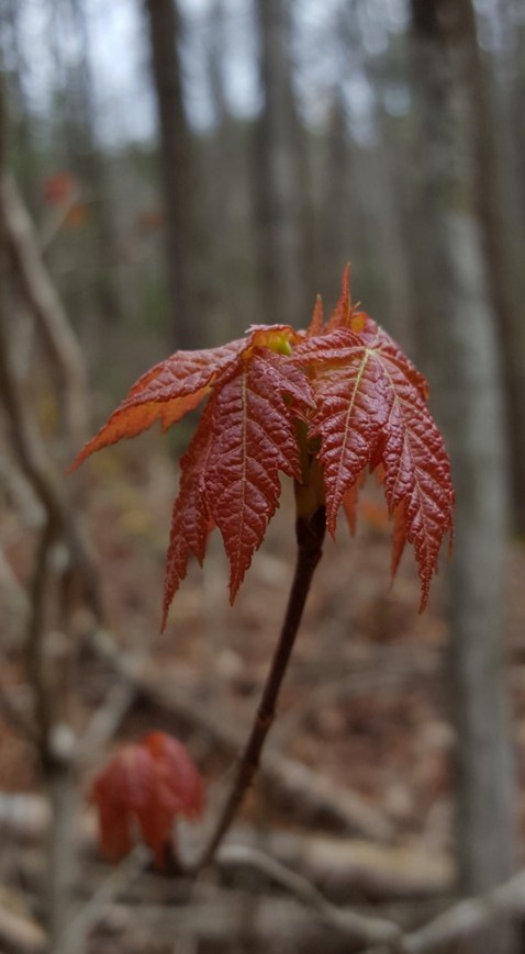 11977_10153542937902285_5525409053567249864_n