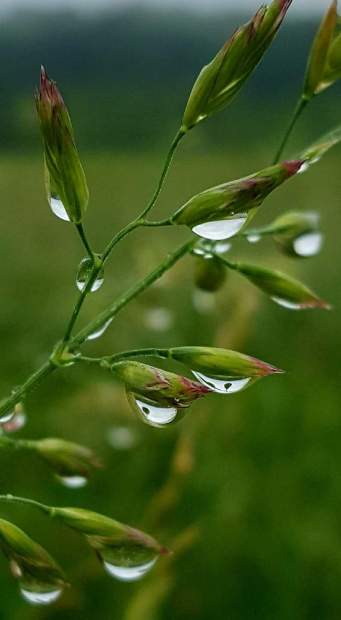 FB_IMG_1528063307840